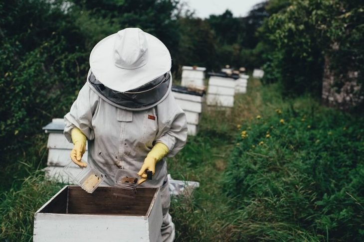 recoltare miere de albine