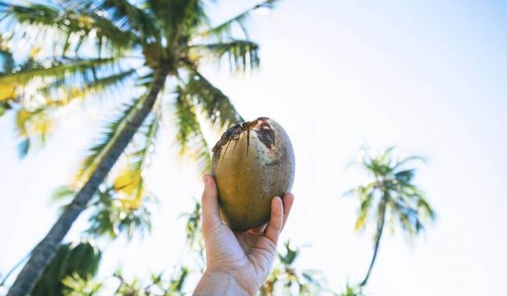 palmier de cocos