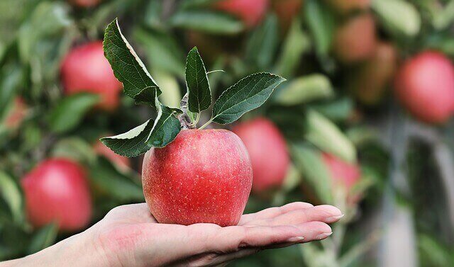 despre beneficiile oetului de mere pe varicoza