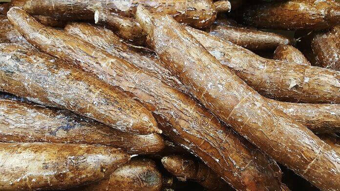 manioc cassava yuca