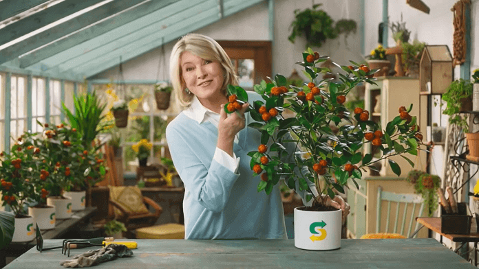 martha stewart subway