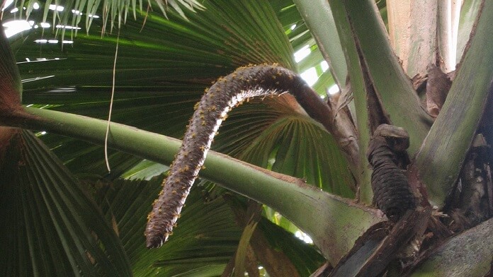 floare masculina coco de mer